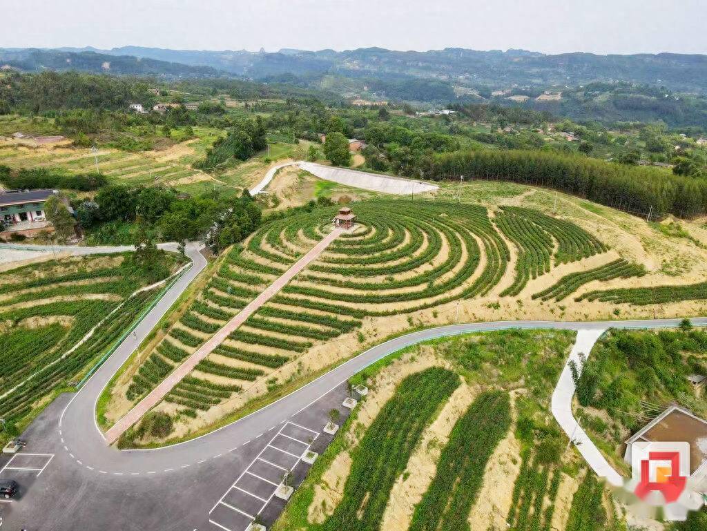 荣县旭阳镇:茶香四溢 小镇蝶变_茶叶_技术_种植