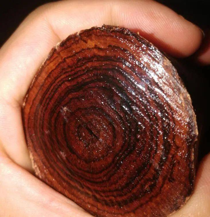 中国古代四大名木_铁力木_紫檀_家具