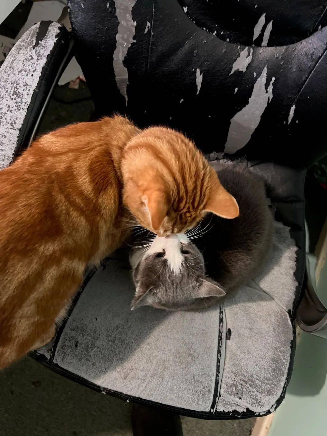 咦惹,没羞没躁的小情侣!10小咪有专属的猫猫巴士啦!09我可不稀罕!