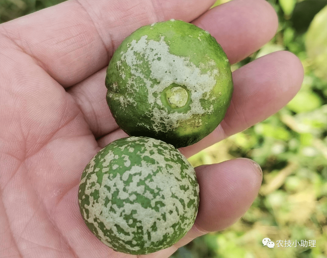 柑橘白癞病果,需要摘掉吗?_防治_种植户_果实