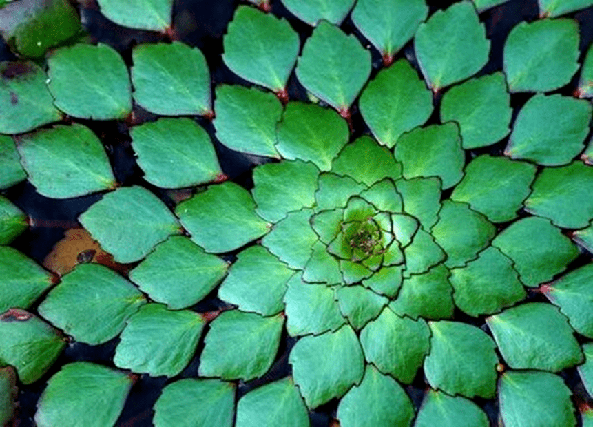 植物数学——神奇的斐波那契数列 