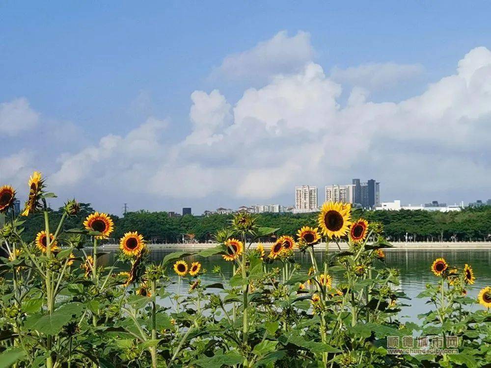 顺德这片向日葵花海上线!现实版梵高的油画?_顺峰山公园_佛山市_城市