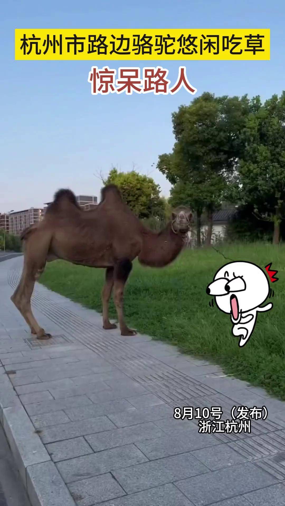 近日,杭州路边出现骆驼吃草,惊呆路人,城管蜀黍已经依法劝离杭州骆驼