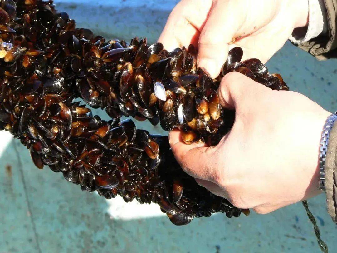 想要吃一口纯净鲜美的贻贝?其实很简单_养殖_大环境_品质