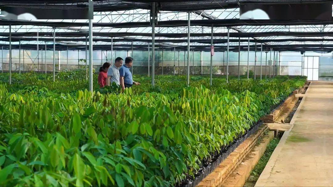 西双版纳:加快胶园良种良法推广 确保"胶"出高产量答卷_种植_橡胶树