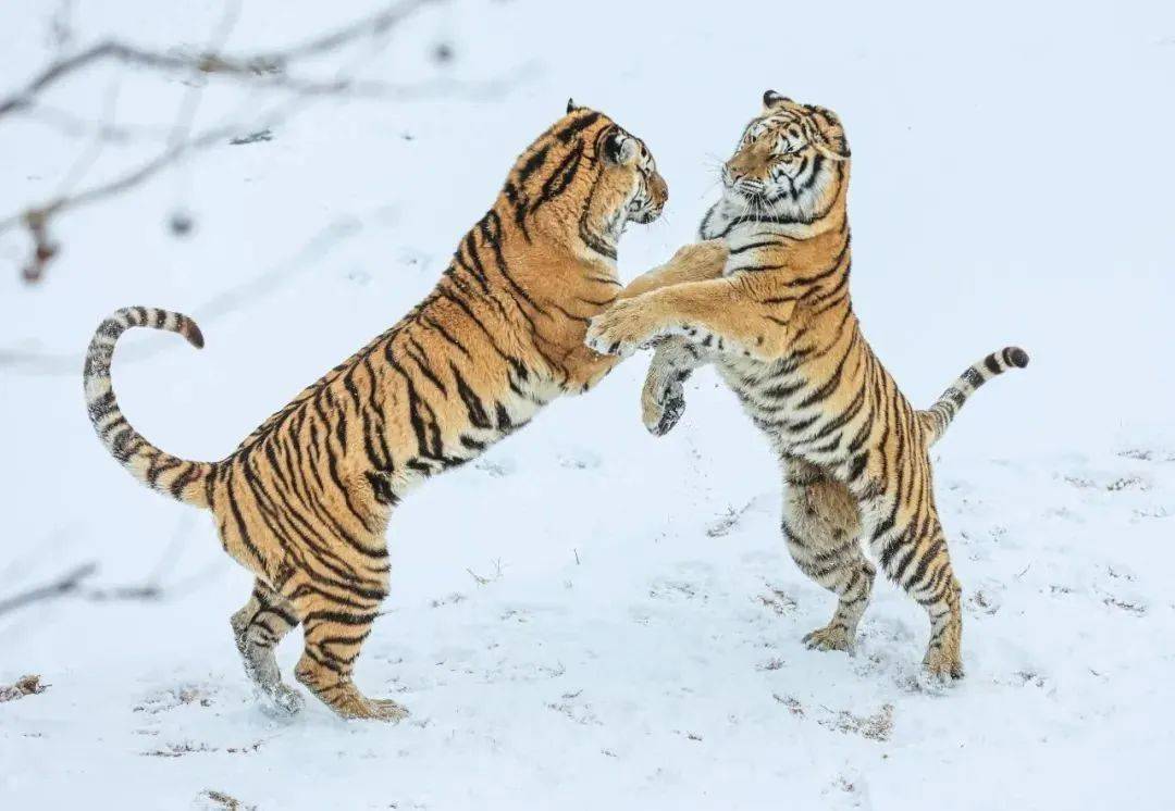 憨態可掬的動物好似天真無邪的孩童,在雪堆中嬉戲打滾,個個萌態十足