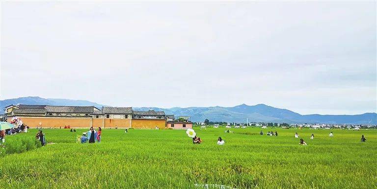 《雲南日報》點贊富寧上寨村——產業興旺 生活富足_整治_鄉村_環境