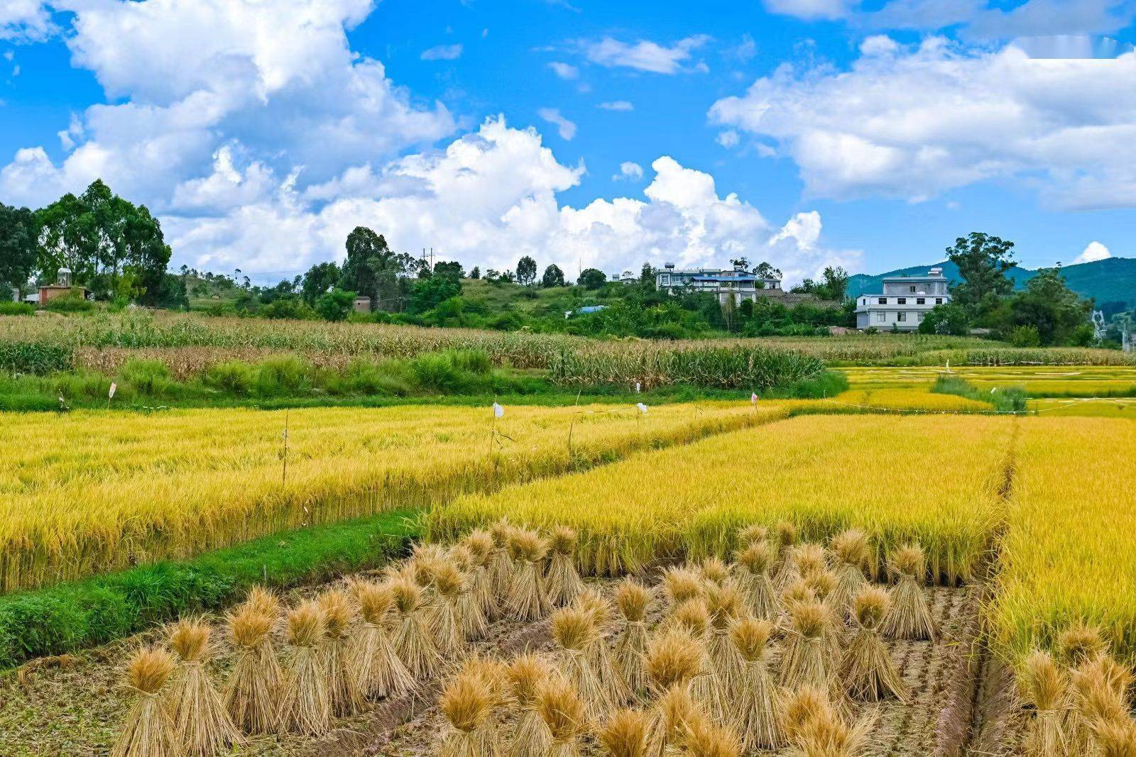 全国媒体团齐聚"火火楚雄"开启"丰收"之旅_发展_苍岭镇_乡村