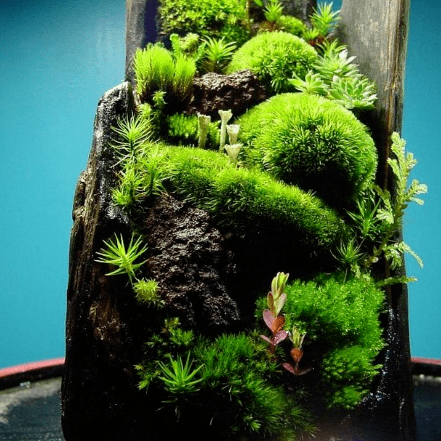 苔藓盆景,好治愈!_主题