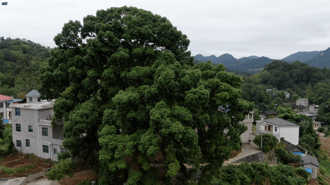 "508岁"摘下全国性荣誉_古闽楠_古树_湖南省