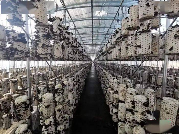 致富养羊能手资料_致富经创业项目农村养殖羊_养羊致富经