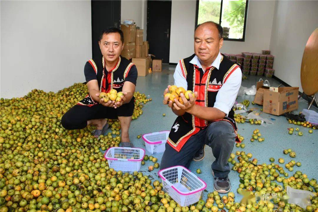 宁洱黎明乡:小小多依成增收致富"金果果"