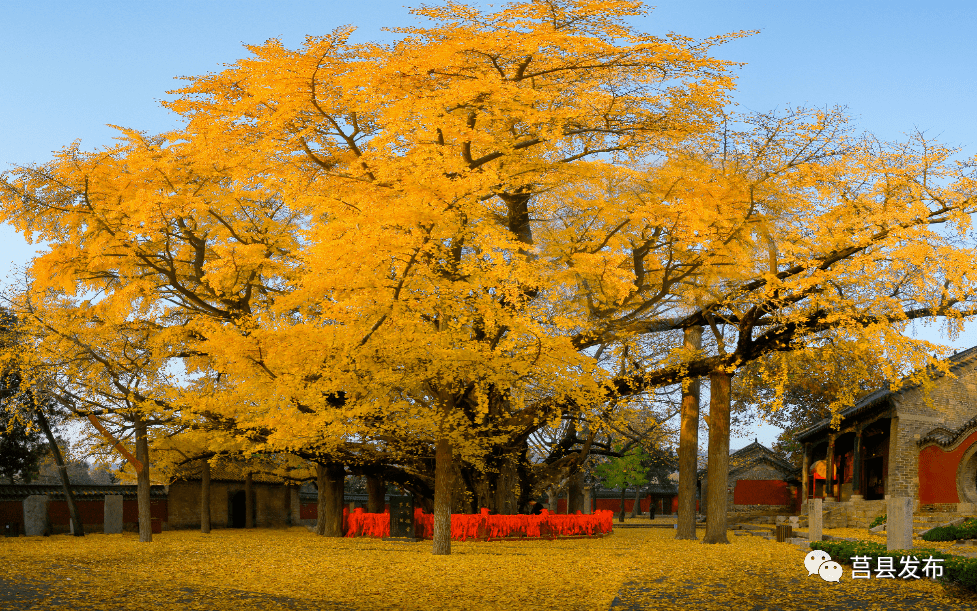 银杏树