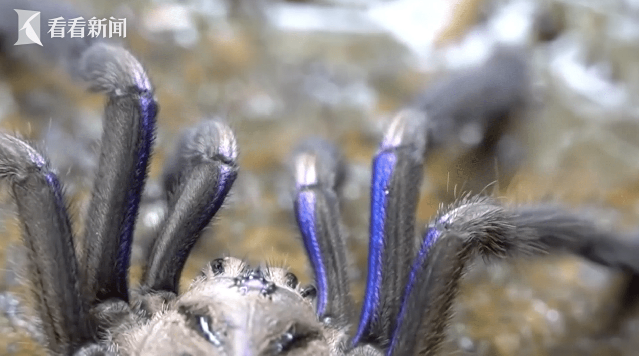 罕见!泰国发现电光蓝色蜘蛛 体内分泌有少量毒素