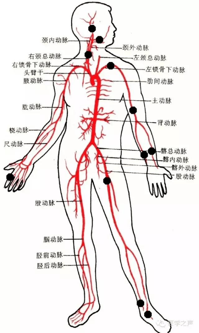 大腿大动脉位置示意图图片