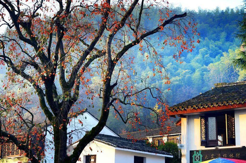 余姚"city walk"指南丨大岚镇:茶香柿意,秋天的第一场乡村漫步,可以是
