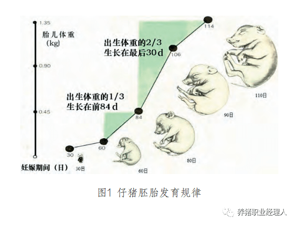 怀孕母猪胎儿位置图图片