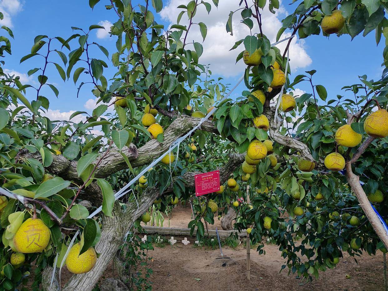 乡村振兴|山东莱阳:百年莱阳梨焕发富农新生机_梨树_照旺庄镇_果实