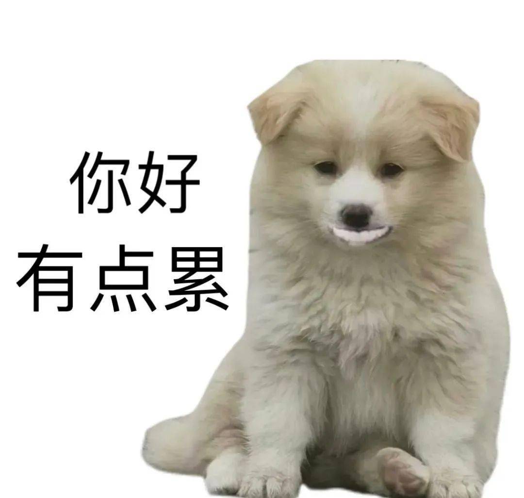 可爱的修勾表情包 开心小狗 不请自来
