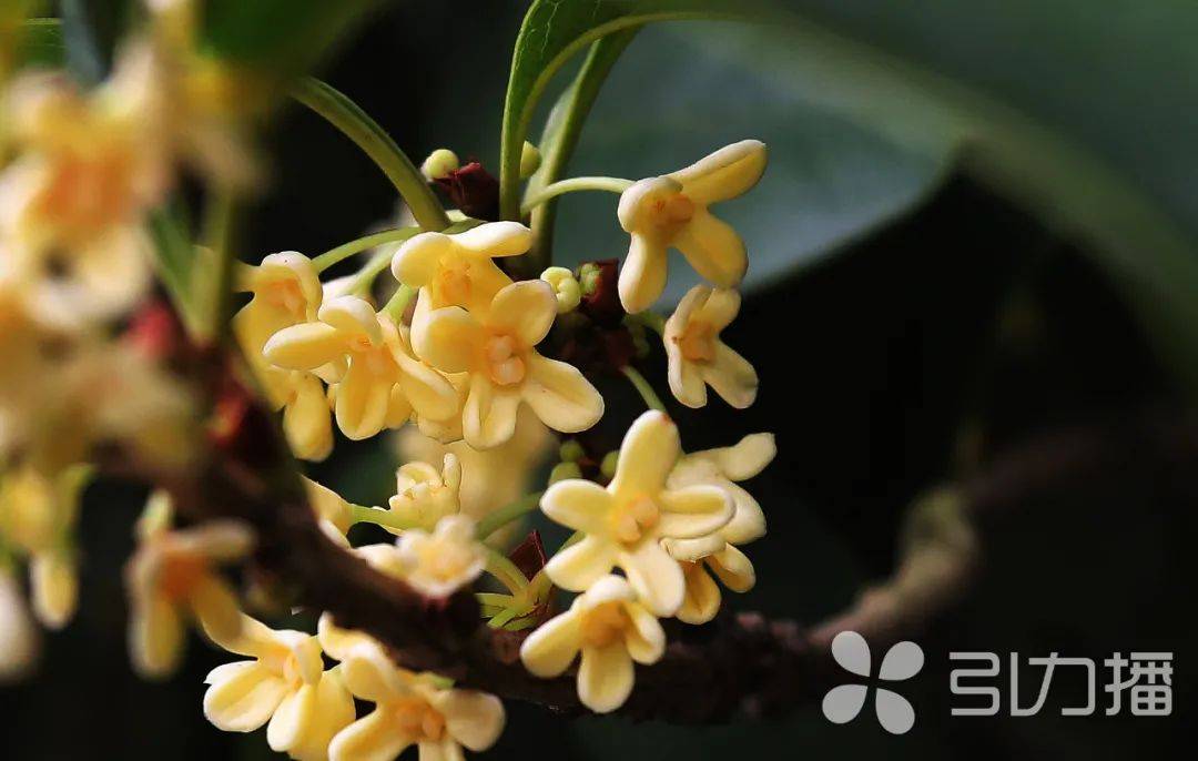苏州桂子是天香_木樨_桂花_生活