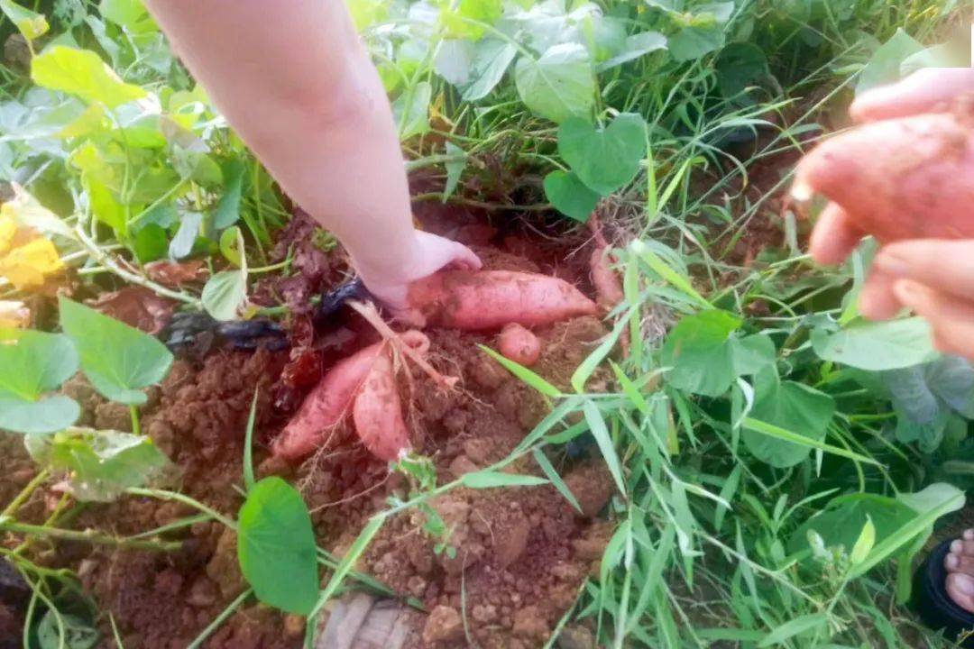 海阳连理岛堪属秋日宝藏打卡地,美丽花田,森林,溪水,海滩,绿荫,教堂