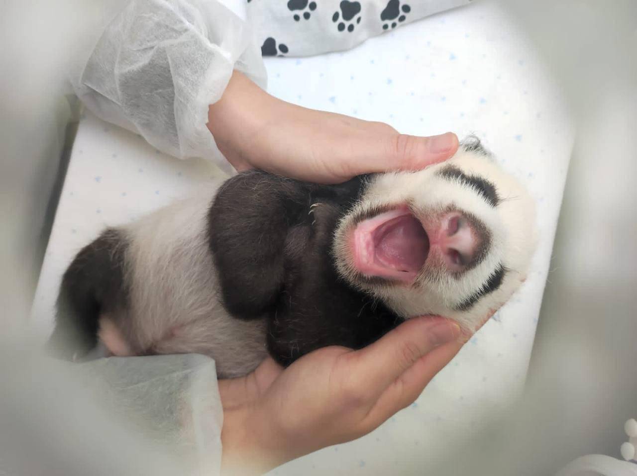 俄罗斯莫斯科动物园：熊猫幼崽健康状况良好，眼睛将在5天后睁开