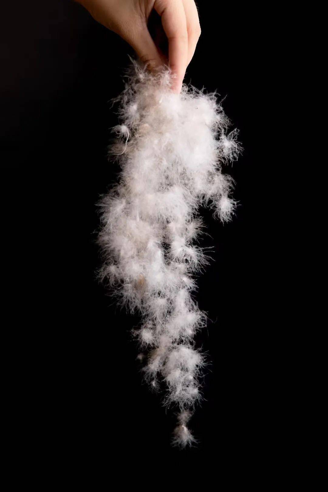 美洲雁——羽绒中的鸭绒皇后.