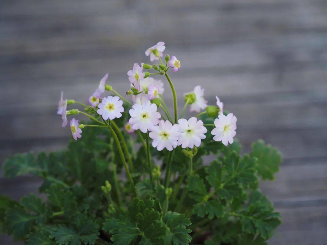 消失百年的传奇之花!花开多如繁星,皮实好养还耐阴