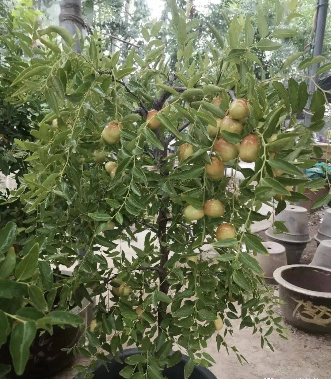 这三棵树寓意吉祥且特别好养
