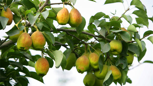 晨读|胡岚:梨花照水明如玉_香梨_梨园_阳光