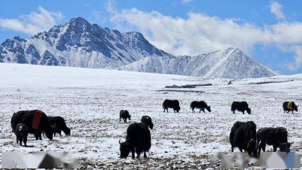 西藏措美迎初雪 银装素裹美如画_旦增努布_山南_雪景