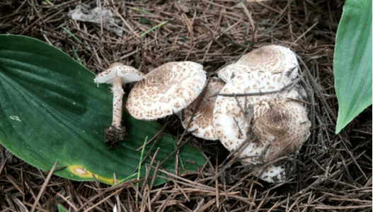 北京地区野生蘑菇种类图片