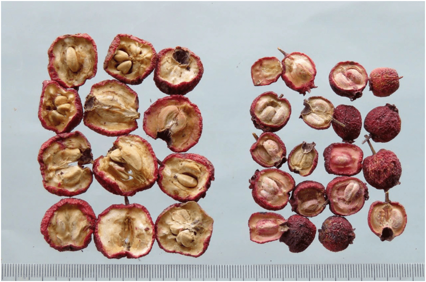 【杏林药苑】山东道地药材----鲁十味之山楂