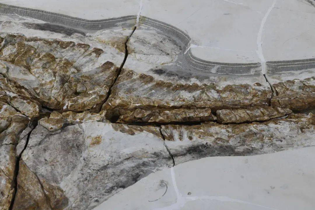 前有"华美金凤鸟"一鸣惊人 今有"热河第一剑龙"盛世出山_丰宁_化石