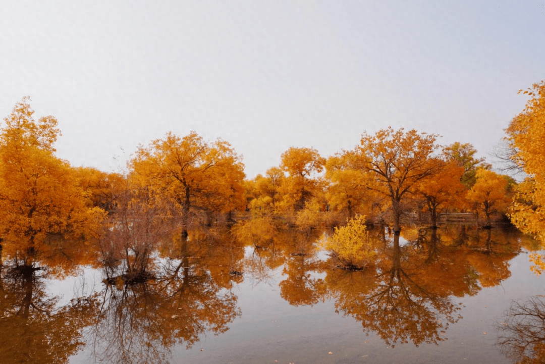 深秋的金塔胡杨林,戈壁荒漠中一道最美的风景线_风沙_西风_大西北