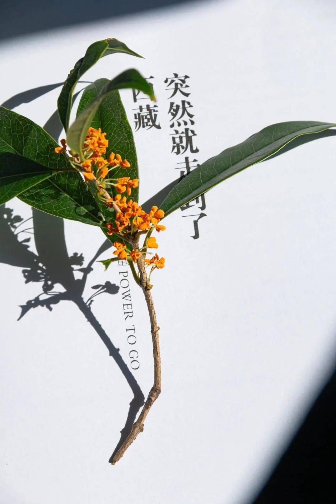 快来接住这泼天的"馥桂"!_温科上_桂花_传媒