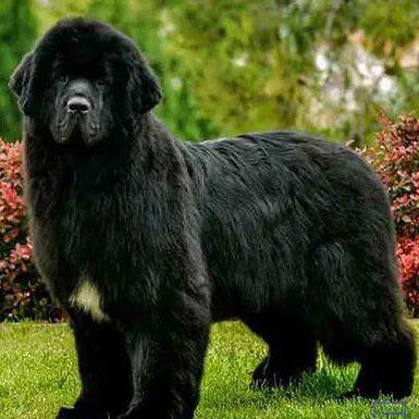 在顺德,这27种烈性犬禁养!_terrier_文明_城市