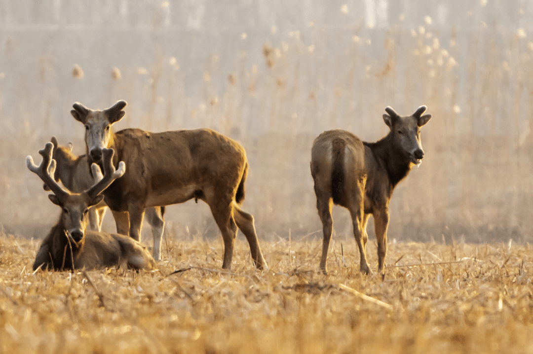 今天0时21分,荆州正式迎来……_来源_文化_楚国
