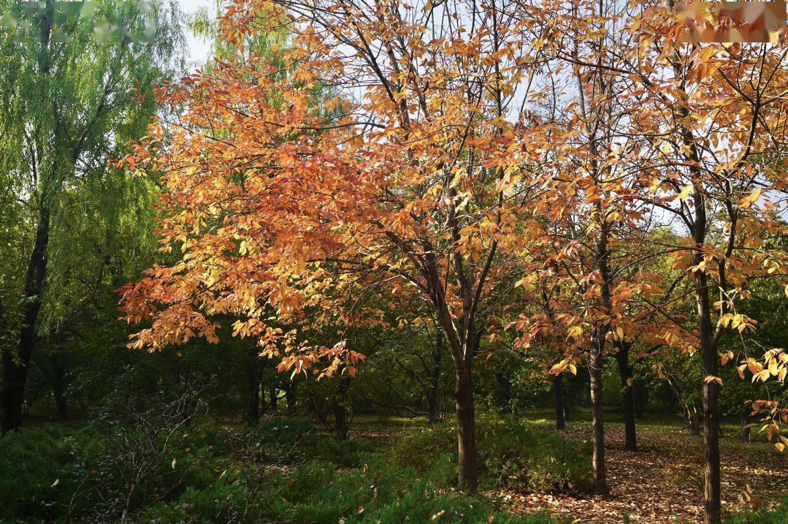 在国家植物园(北园)的北湖周边,栾树,金枝国槐,槭树等多种彩叶树种