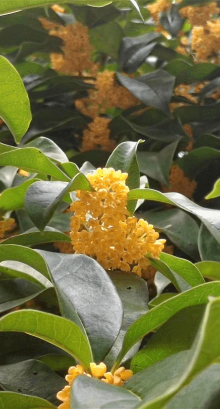 快来接住这泼天的"馥桂"!_温科上_桂花_传媒