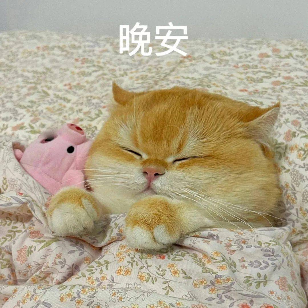 搞笑日常必备表情包 | 胖罐子胖摔