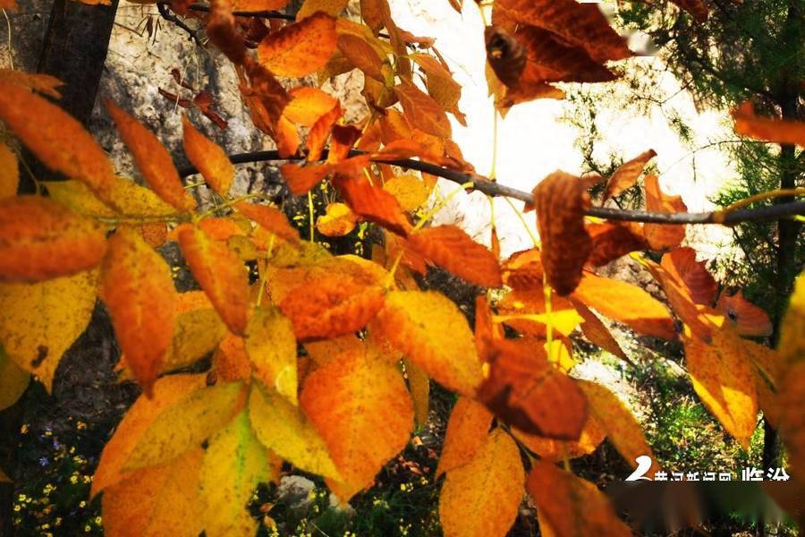 黄河新闻网临汾频道 车晓云 摄