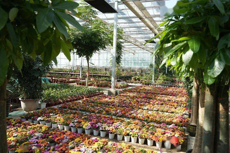 10月20日,在第五师双河市热带植物园内,新引进的花卉绿植吸引了众多
