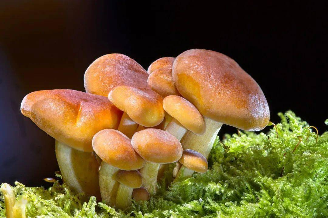 病虫害严重影响了农作物的生产,而目前使用最多的驱虫方法是含有毒性