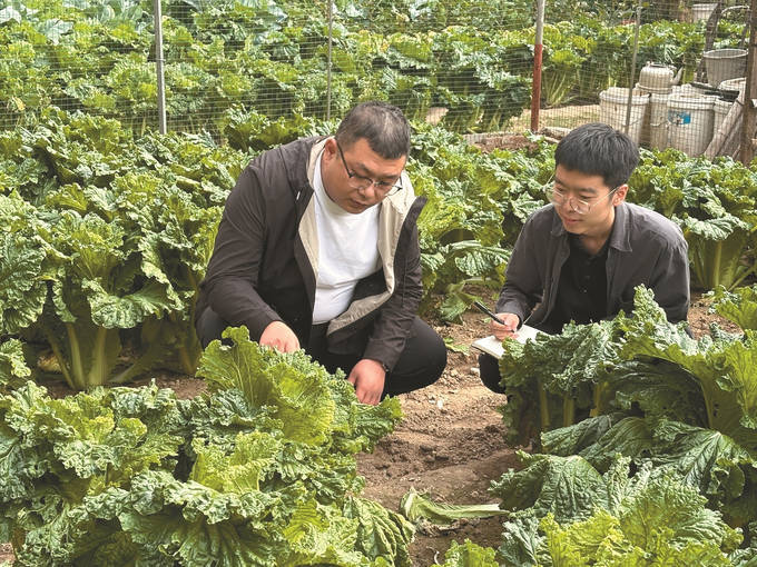 杨 凯河北省廊坊市广阳区南尖塔镇左场村党支部书记助理为受灾玉米田