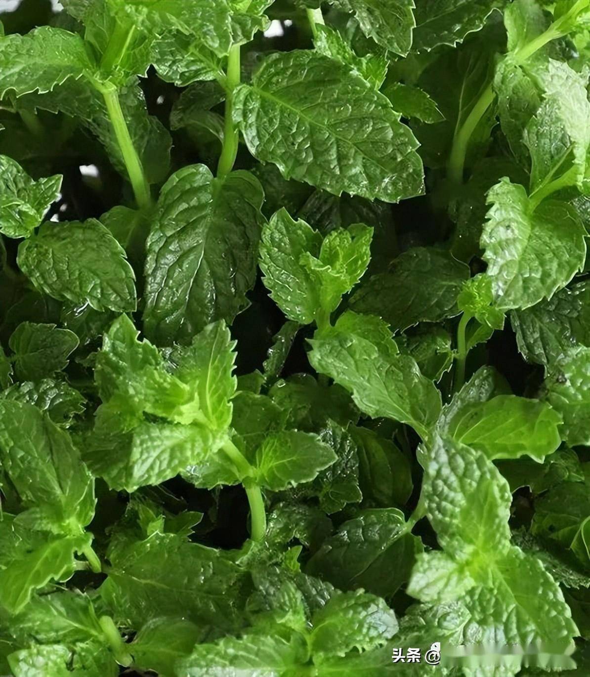 秋天种植养护薄荷如何防止长成乱草天冷枝叶依旧常青