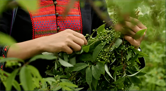 湖南山苍子种植基地图片