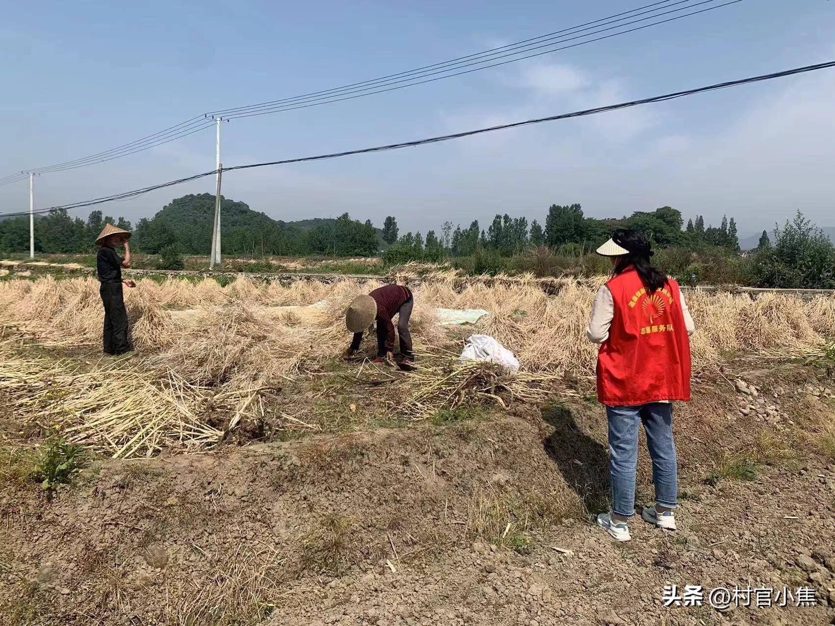 很多人認為農村實施秸稈限時禁燒是一項新政策,其實並不是這樣.