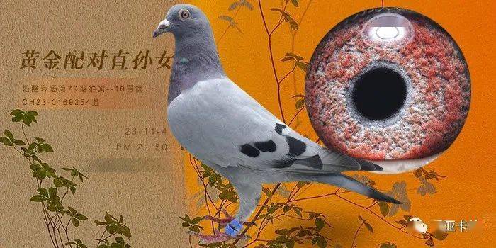 ch23-0169254雌黄金配对直孙女_决赛_三关_关鸽