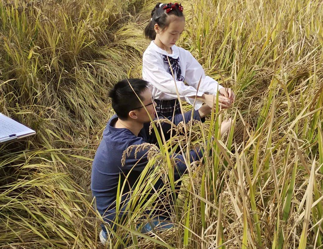 粒粒皆辛苦— —育秀小学"育农课程"课外实践活动之一_水稻_劳动_稻穗